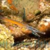 Janss' Pipefish
