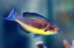 Brunneus Fairy Wrasse - 2.25 - 3.5" - Indo-Pacific