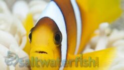 Two Banded Spotcintus Clownfish: Captive Bred