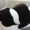 Full Black Saddleback Clownfish