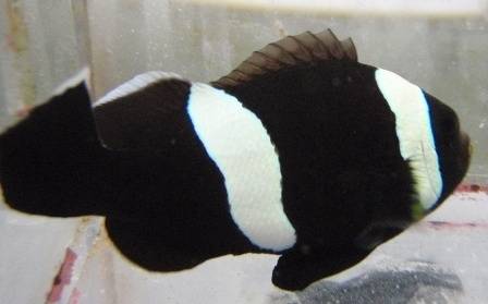 Full Black Saddleback Clownfish