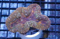 Lobophyllia Brain Coral: Orange - Indo Pacific, Size Medium
