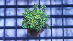 Octospawn Branching: Neon Green - Indo Pacific, Size Medium