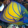 Annularis Angelfish, Size 3.75 - 4.5 inches