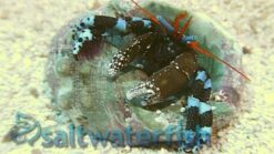 Electric Blue Hermit Crab - Indo Pacific, Size Small
