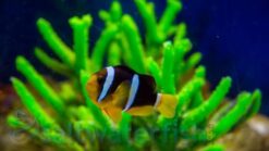 Clarkii Clownfish: Captive Bred