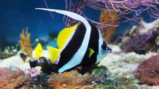 Black & White Heniochus Butterfly - Red Sea, Size 3 - 4 inches