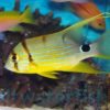 Sailfin Snapper, Size 2.25 - 4.25 inches