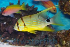 Sailfin Snapper, Size 2.25 - 4.25 inches