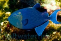 Niger Trigger: Fiji - MAC Certified, Size 4.25 - 6.25 inches