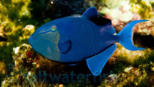 Niger Trigger: Fiji - MAC Certified, Size 4.25 - 6.25 inches