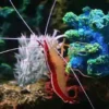 Cleaner Shrimp, Size < 1 inch