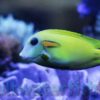 Orange Shoulder Tang: Juvenile, Size 2.25 - 3.5 inches