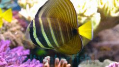 Sailfin Tang - 2.75 - 3.75" - Indo-Pacific