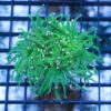 Torch Coral Frag: Green w/ Purple Tips - Australia, Size Small