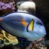 Sohal Tang - Red Sea, Size 5.5 -7 inches