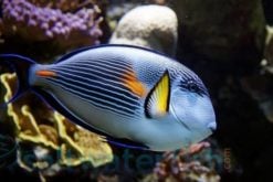 Sohal Tang - Red Sea, Size 5.5 -7 inches