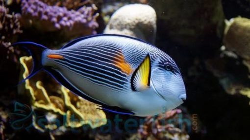 Sohal Tang - Red Sea, Size 5.5 -7 inches