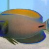 Fowler's Surgeonfish, Size 3.75 - 4.5 inches