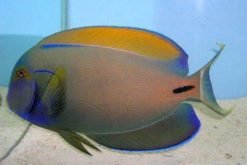 Fowler's Surgeonfish, Size 3.75 - 4.5 inches