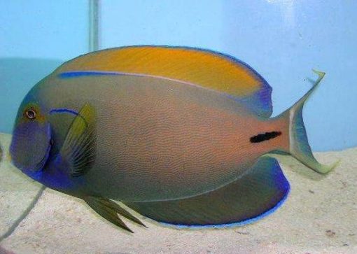 Fowler's Surgeonfish, Size 3.75 - 4.5 inches