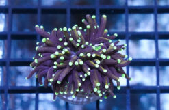 Torch Coral: Gold - Aquacultured, Size Frag