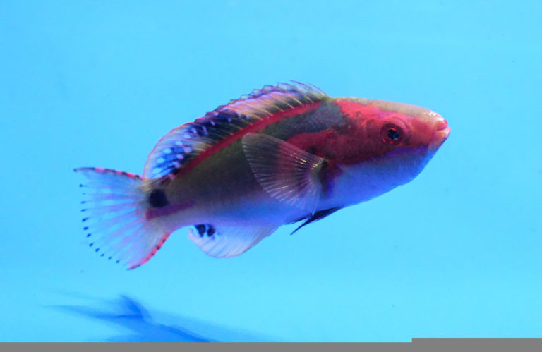 exquisite-wrasse-male-mac-certified-size-3-4-inches-for-sale