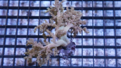 Soft Coral Tree Mini : Yellow - Indo Pacific, Size Small