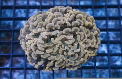 Hammer Coral: Orange Tip, Size 2.75 - 3.75 inches