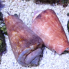 Strawberry Conch - Indo Pacific, Size Small