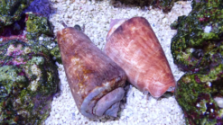 Strawberry Conch - Indo Pacific, Size Small