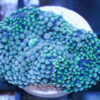 Ricordea Mushroom: Green/Blue - Atlantic, Size Small