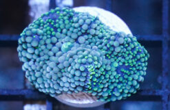 Ricordea Mushroom: Green/Blue - Atlantic, Size Small
