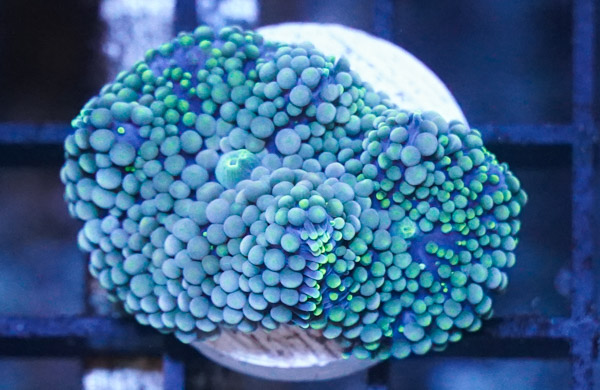 Ricordea Mushroom: Green/Blue - Atlantic, Size Small