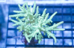 Sinularia Finger Leather Coral: Nano Green - Aquacultured, Size Small