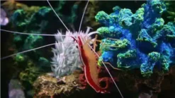 Cleaner Shrimp - South Asia, Size 1 - 2 inches