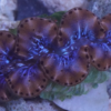 Maxima Clam - Fiji, Size 1.25 - 1.74 inch