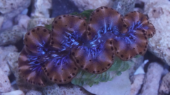 Maxima Clam - Fiji, Size 1.25 - 1.74 inch