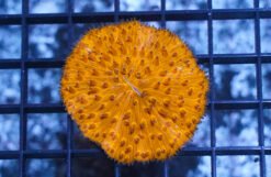 Fungia Plate Coral: Orange, Size Medium