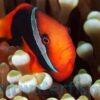 Yellow Tail Cinnamon Clownfish