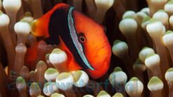 Yellow Tail Cinnamon Clownfish