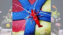 Fire Shrimp - Red Sea, Size Medium
