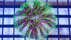 Fungia Plate Coral: Purple & White w/Green Polyps, Size Small
