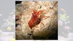 Peppermint Shrimp - Aquacultured, Size  Small