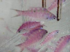 Blue Diamond Creole Wrasse - 2.25" or smaller - Juvenile - Caribbean