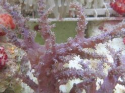 Litophyton Coral, Size Small