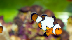 Snowflake Ocellaris Clownfish: Captive Bred S4 Grade