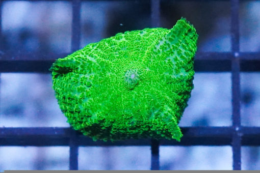 Bullseye Mushroom Coral: Neon Green, Size Large