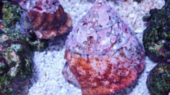 Top Crown Snail , Size Small