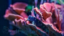 Starry Blenny - 2.25" or smaller - SSC Certified - Indo-Pacific